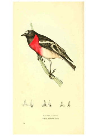 Reproducción/Reproduction 6198180224: Zoological illustrations v.1. London :Baldwin & Cradock,1829-1833