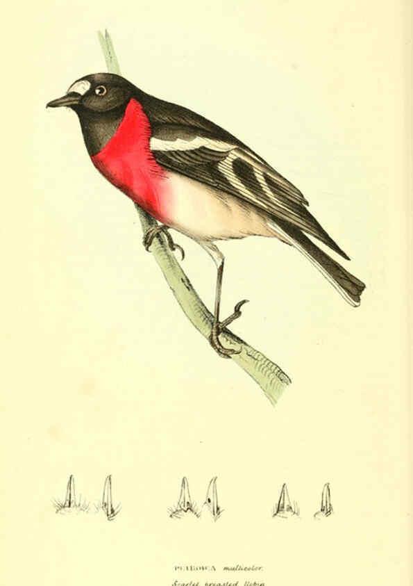 Reproducción/Reproduction 6198180224: Zoological illustrations v.1. London :Baldwin & Cradock,1829-1833