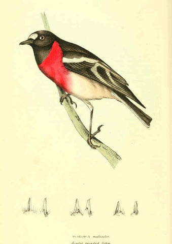 Reproducción/Reproduction 6198180224: Zoological illustrations v.1. London :Baldwin & Cradock,1829-1833