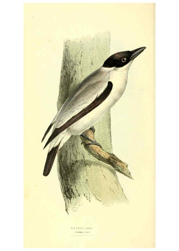 Reproducción/Reproduction 6198179994: Zoological illustrations v.1. London :Baldwin & Cradock,1829-1833