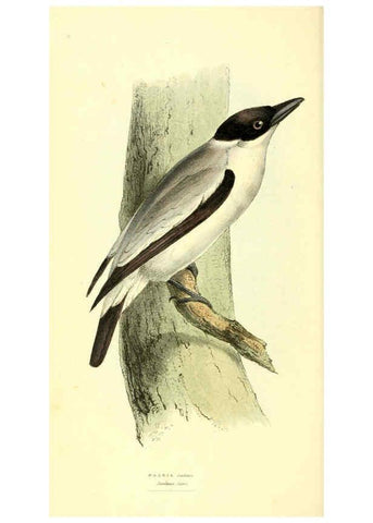 Reproducción/Reproduction 6198179994: Zoological illustrations v.1. London :Baldwin & Cradock,1829-1833