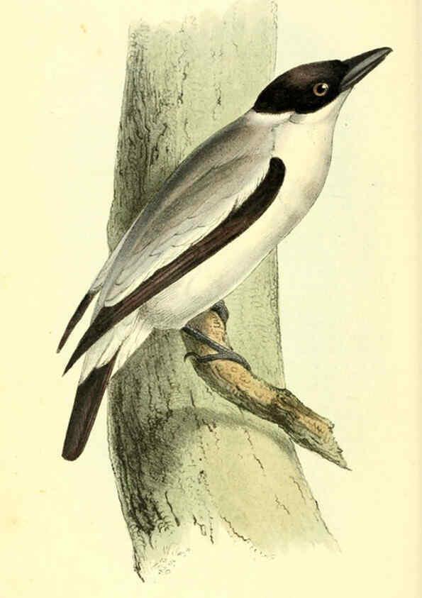 Reproducción/Reproduction 6198179994: Zoological illustrations v.1. London :Baldwin & Cradock,1829-1833