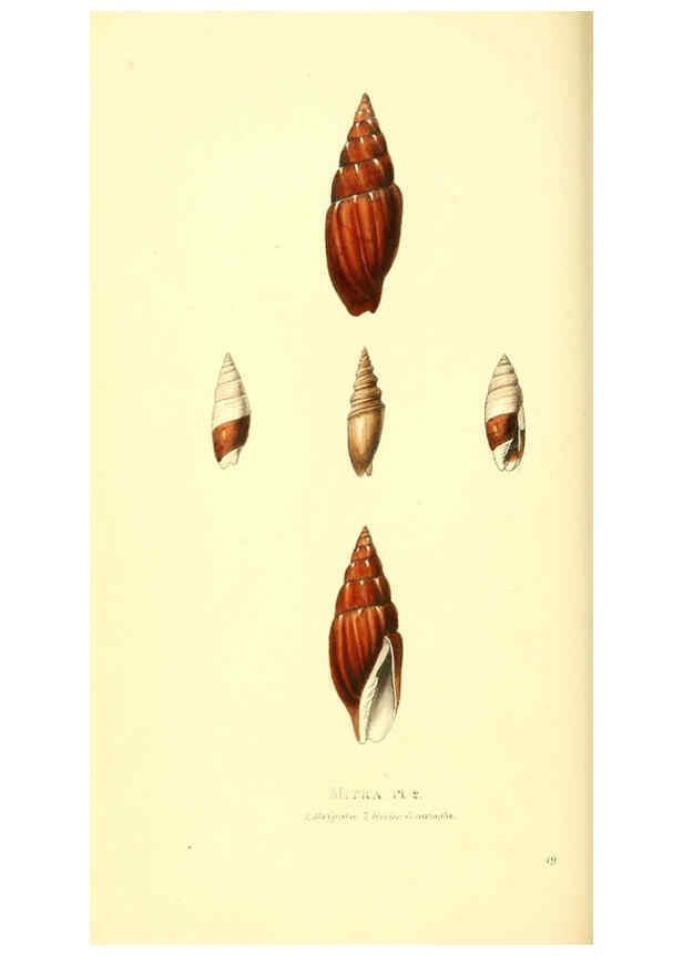 Reproducción/Reproduction 6198175710: Zoological illustrations v.1. London :Baldwin & Cradock,1829-1833