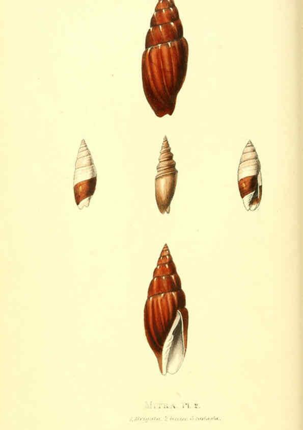 Reproducción/Reproduction 6198175710: Zoological illustrations v.1. London :Baldwin & Cradock,1829-1833