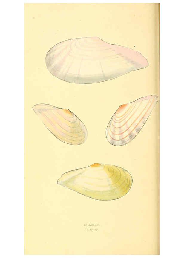 Reproducción/Reproduction 6197658105: Zoological illustrations v.1. London :Baldwin & Cradock,1829-1833