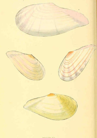 Reproducción/Reproduction 6197658105: Zoological illustrations v.1. London :Baldwin & Cradock,1829-1833
