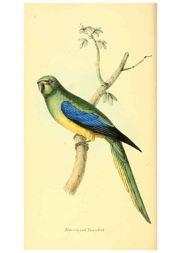 Reproducción/Reproduction 6197658461: Zoological illustrations v.1. London :Baldwin & Cradock,1829-1833
