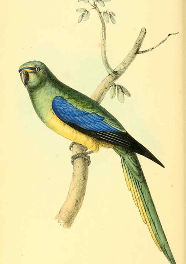 Reproducción/Reproduction 6197658461: Zoological illustrations v.1. London :Baldwin & Cradock,1829-1833