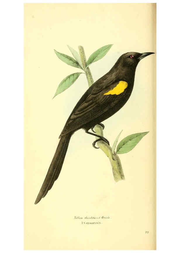 Reproducción/Reproduction 6197658665: Zoological illustrations v.1. London :Baldwin & Cradock,1829-1833