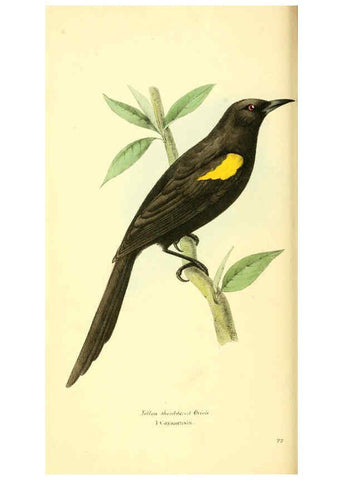 Reproducción/Reproduction 6197658665: Zoological illustrations v.1. London :Baldwin & Cradock,1829-1833