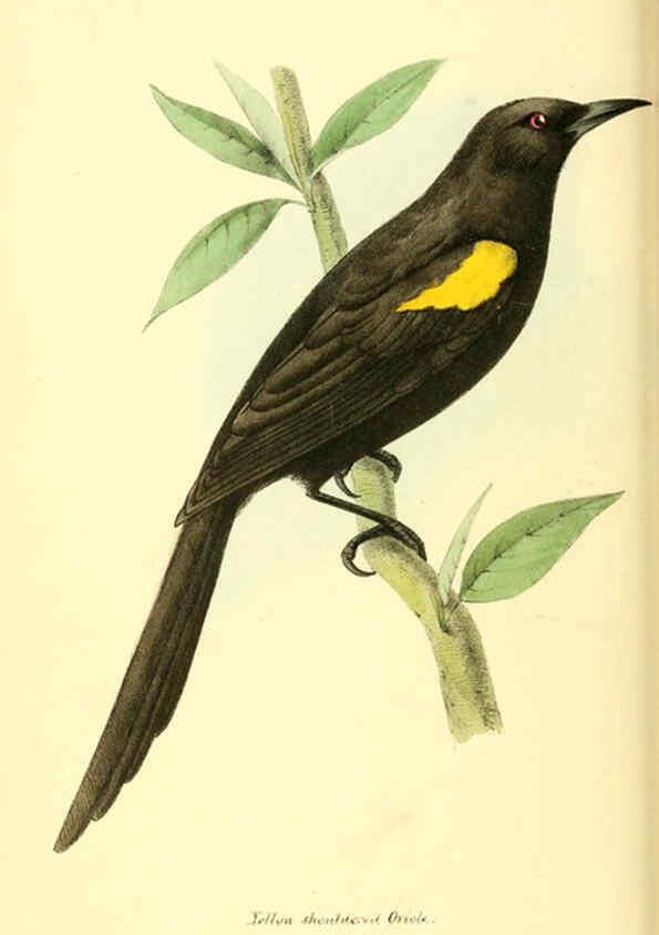 Reproducción/Reproduction 6197658665: Zoological illustrations v.1. London :Baldwin & Cradock,1829-1833