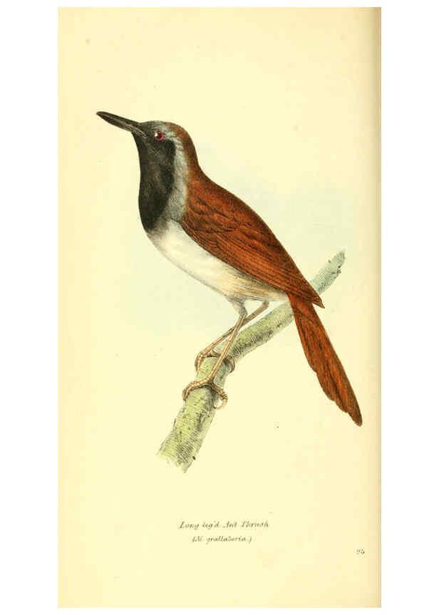 Reproducción/Reproduction 6197658867: Zoological illustrations v.1. London :Baldwin & Cradock,1829-1833