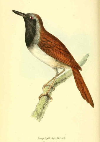 Reproducción/Reproduction 6197658867: Zoological illustrations v.1. London :Baldwin & Cradock,1829-1833