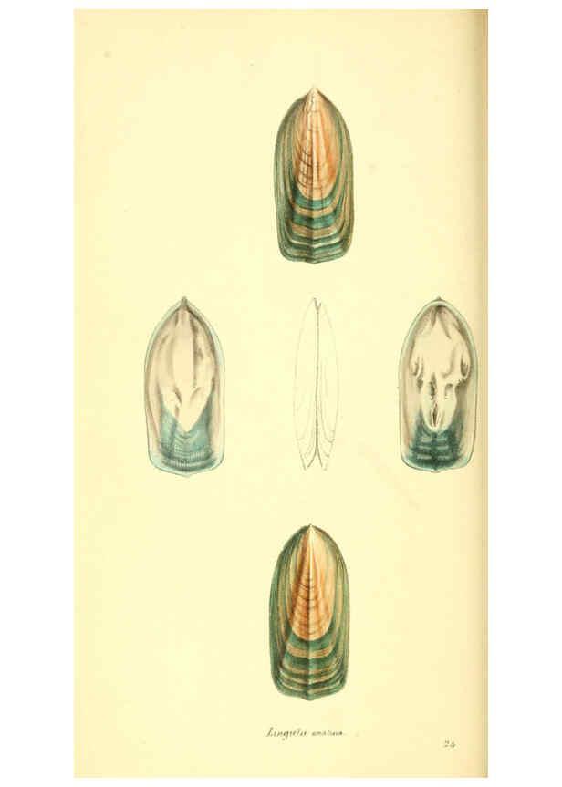 Reproducción/Reproduction 6198176884: Zoological illustrations v.1. London :Baldwin & Cradock,1829-1833