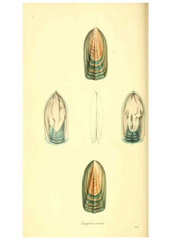 Reproducción/Reproduction 6198176884: Zoological illustrations v.1. London :Baldwin & Cradock,1829-1833