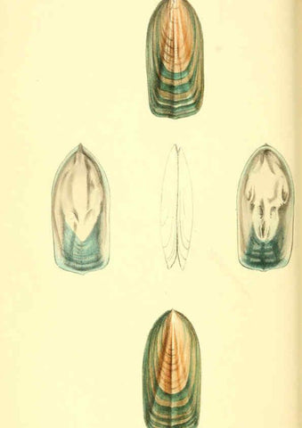 Reproducción/Reproduction 6198176884: Zoological illustrations v.1. London :Baldwin & Cradock,1829-1833