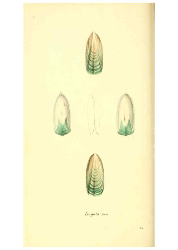 Reproducción/Reproduction 6197659657: Zoological illustrations v.1. London :Baldwin & Cradock,1829-1833