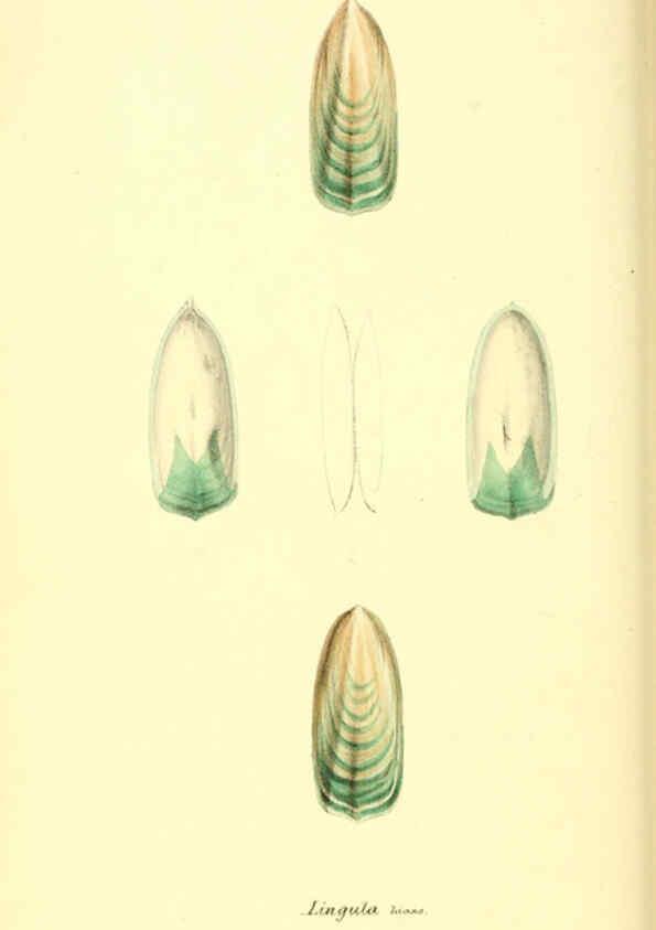 Reproducción/Reproduction 6197659657: Zoological illustrations v.1. London :Baldwin & Cradock,1829-1833