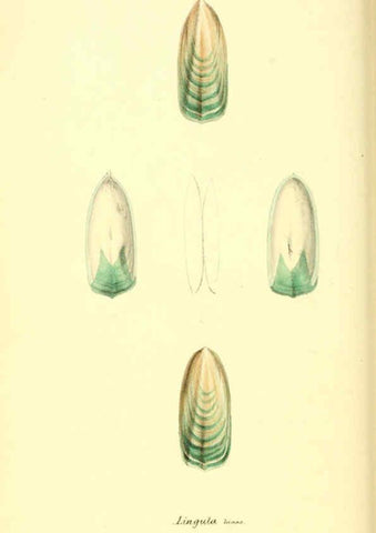 Reproducción/Reproduction 6197659657: Zoological illustrations v.1. London :Baldwin & Cradock,1829-1833