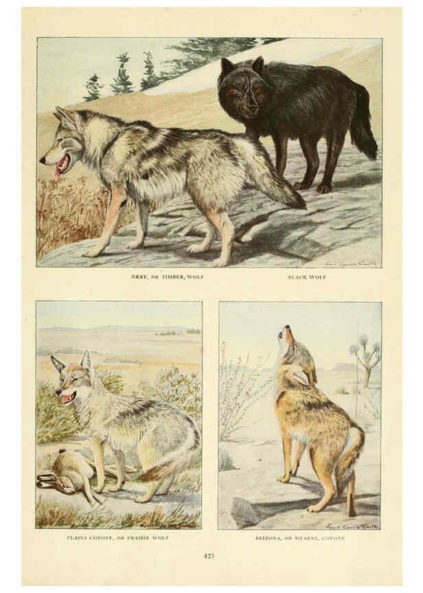 Reproducción/Reproduction 6216706189: Wild animals of North America Washington, D.C.,The National geographical society[c1918] 