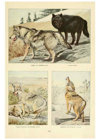 Reproducción/Reproduction 6216706189: Wild animals of North America Washington, D.C.,The National geographical society[c1918] 