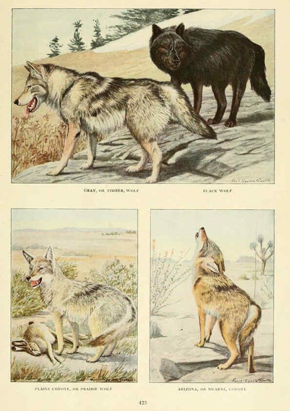 Reproducción/Reproduction 6216706189: Wild animals of North America Washington, D.C.,The National geographical society[c1918] 