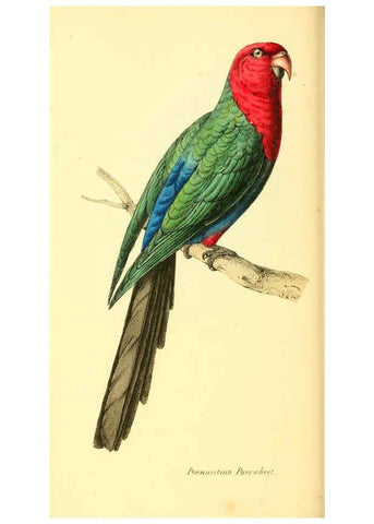 Reproducción/Reproduction 6197659885: Zoological illustrations v.1. London :Baldwin & Cradock,1829-1833