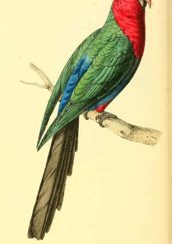 Reproducción/Reproduction 6197659885: Zoological illustrations v.1. London :Baldwin & Cradock,1829-1833