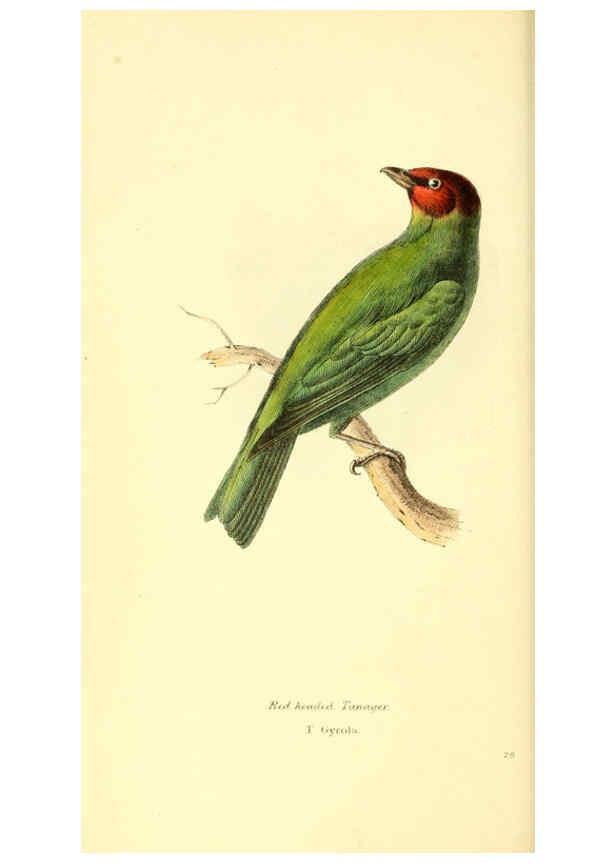 Reproducción/Reproduction 6198178178: Zoological illustrations v.1. London :Baldwin & Cradock,1829-1833