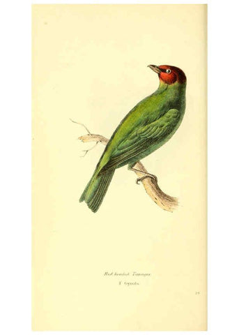Reproducción/Reproduction 6198178178: Zoological illustrations v.1. London :Baldwin & Cradock,1829-1833