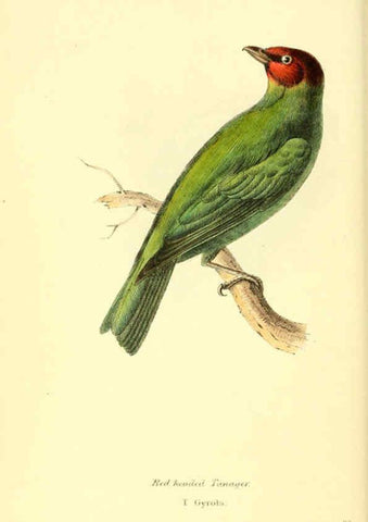 Reproducción/Reproduction 6198178178: Zoological illustrations v.1. London :Baldwin & Cradock,1829-1833