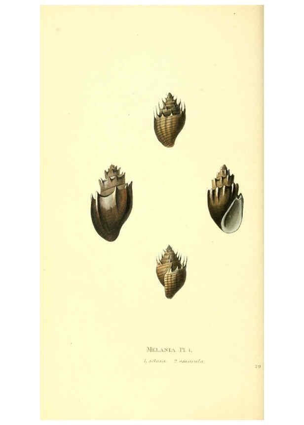 Reproducción/Reproduction 6197660741: Zoological illustrations v.1. London :Baldwin & Cradock,1829-1833
