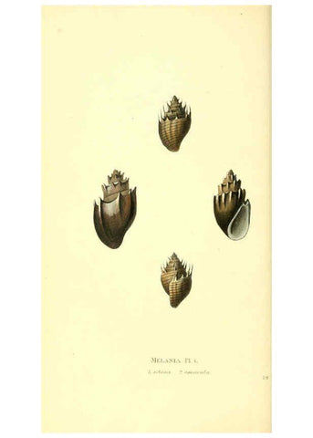 Reproducción/Reproduction 6197660741: Zoological illustrations v.1. London :Baldwin & Cradock,1829-1833