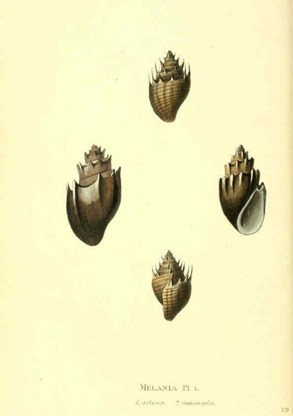 Reproducción/Reproduction 6197660741: Zoological illustrations v.1. London :Baldwin & Cradock,1829-1833