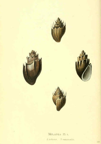 Reproducción/Reproduction 6197660741: Zoological illustrations v.1. London :Baldwin & Cradock,1829-1833