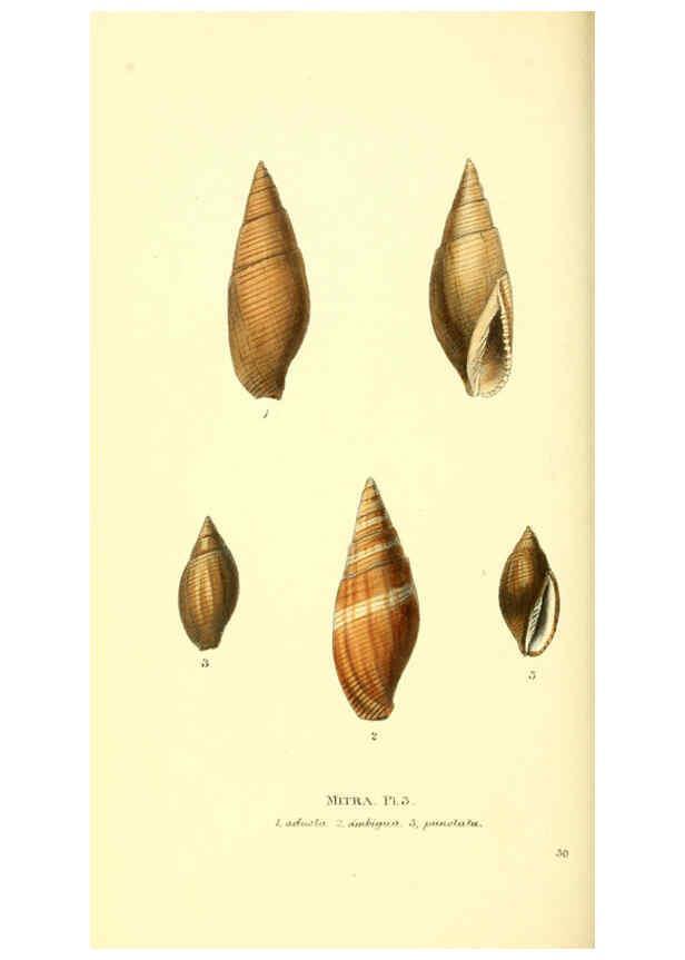 Reproducción/Reproduction 6198178830: Zoological illustrations v.1. London :Baldwin & Cradock,1829-1833