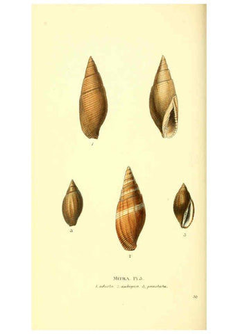 Reproducción/Reproduction 6198178830: Zoological illustrations v.1. London :Baldwin & Cradock,1829-1833