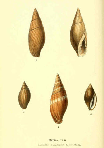 Reproducción/Reproduction 6198178830: Zoological illustrations v.1. London :Baldwin & Cradock,1829-1833