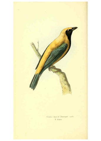 Reproducción/Reproduction 6197661273: Zoological illustrations v.1. London :Baldwin & Cradock,1829-1833