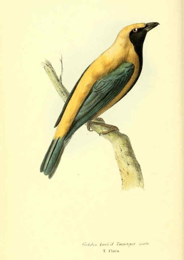 Reproducción/Reproduction 6197661273: Zoological illustrations v.1. London :Baldwin & Cradock,1829-1833