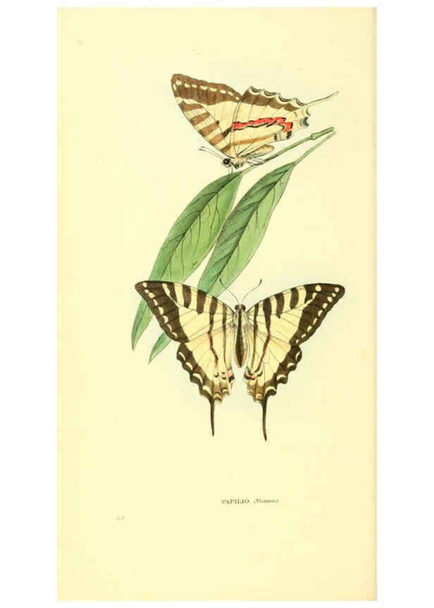 Reproducción/Reproduction 6197661503: Zoological illustrations v.1. London :Baldwin & Cradock,1829-1833