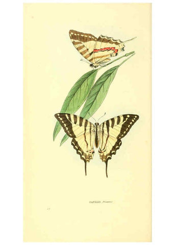 Reproducción/Reproduction 6197661503: Zoological illustrations v.1. London :Baldwin & Cradock,1829-1833
