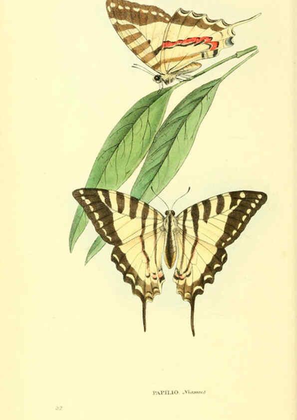 Reproducción/Reproduction 6197661503: Zoological illustrations v.1. London :Baldwin & Cradock,1829-1833