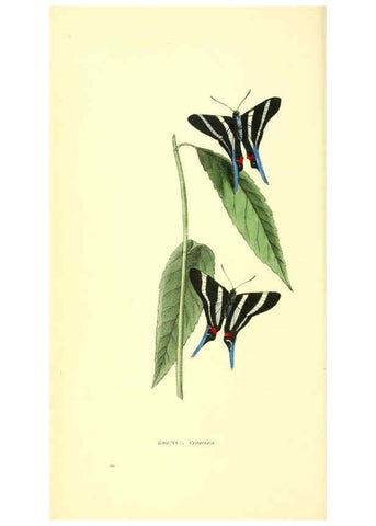 Reproducción/Reproduction 6198179562: Zoological illustrations v.1. London :Baldwin & Cradock,1829-1833