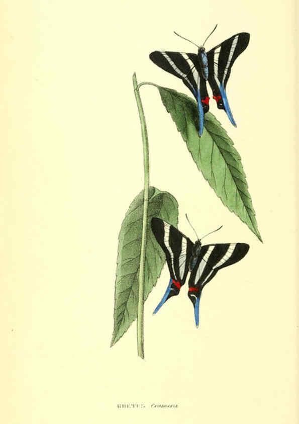 Reproducción/Reproduction 6198179562: Zoological illustrations v.1. London :Baldwin & Cradock,1829-1833