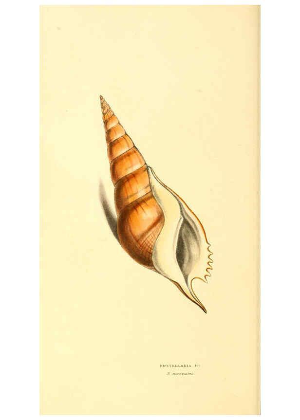 Reproducción/Reproduction 6197661911: Zoological illustrations v.1. London :Baldwin & Cradock,1829-1833