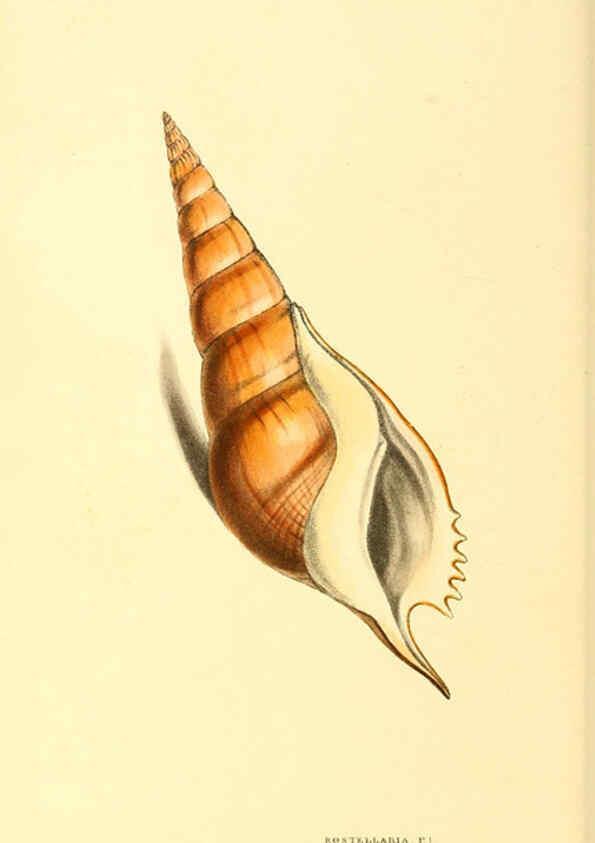 Reproducción/Reproduction 6197661911: Zoological illustrations v.1. London :Baldwin & Cradock,1829-1833