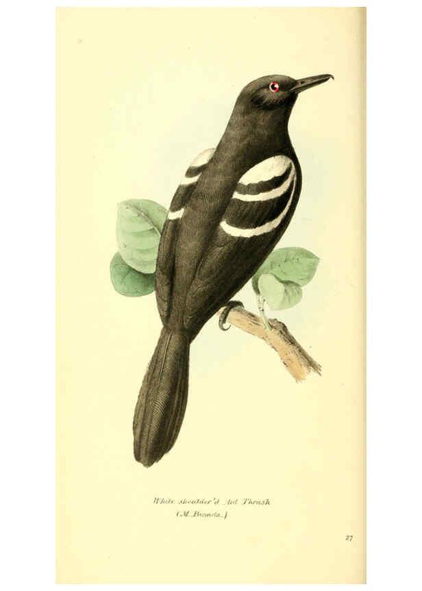Reproducción/Reproduction 6197660167: Zoological illustrations v.1. London :Baldwin & Cradock,1829-1833