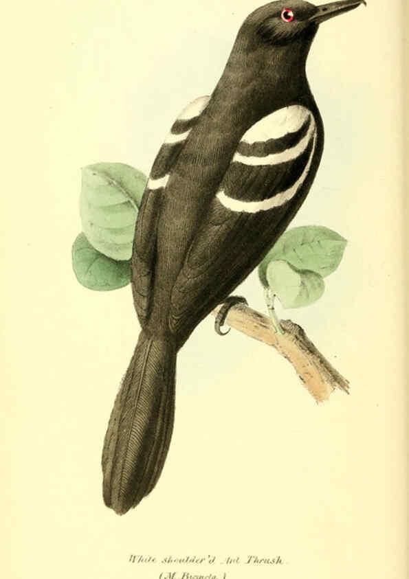 Reproducción/Reproduction 6197660167: Zoological illustrations v.1. London :Baldwin & Cradock,1829-1833