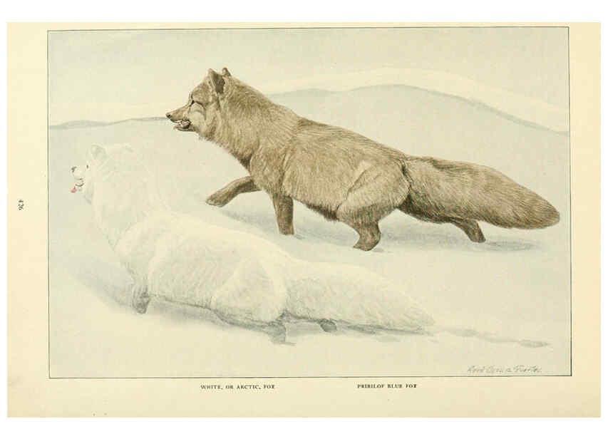Reproducción/Reproduction 6216706317: Wild animals of North America Washington, D.C.,The National geographical society[c1918] 